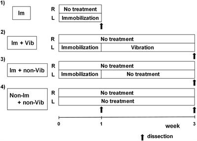 Local Vibration Stimuli Induce Mechanical Stress-Induced Factors and Facilitate Recovery From Immobilization-Induced Oxidative Myofiber Atrophy in Rats